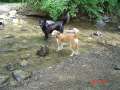 080-Seehunde